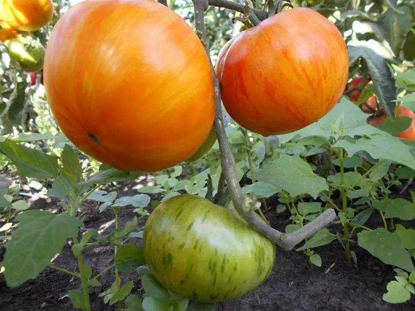 Сорт, который завораживает