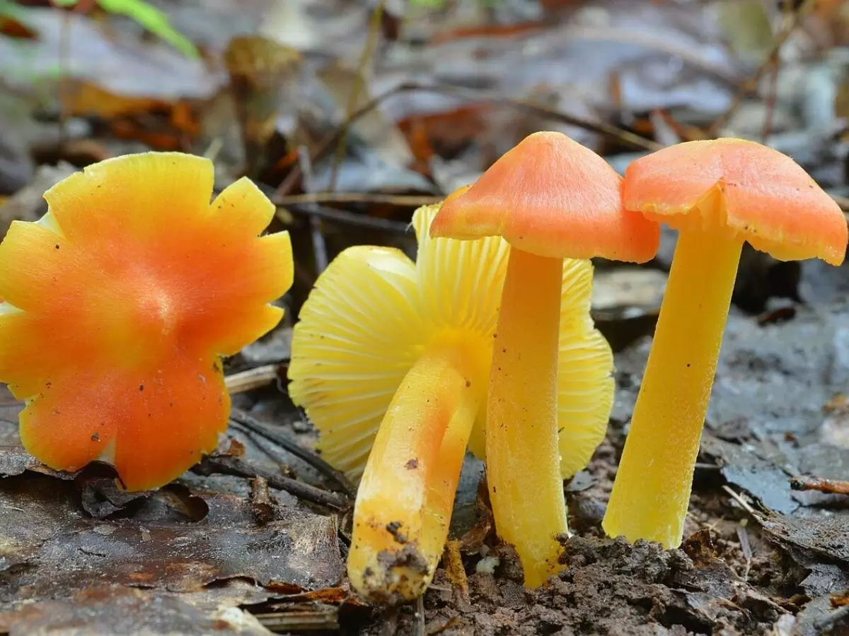 Энтузиасты природы открывают редкие грибы Великобритании