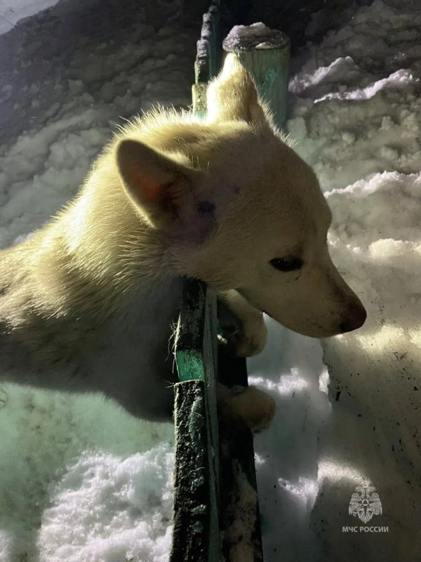 � ��������������-���������� ��������� ������� ������, ���������� � ������