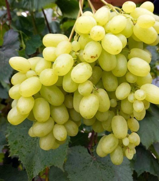 ������ ��������: ������������ ����������� �������� ��� ������ ����