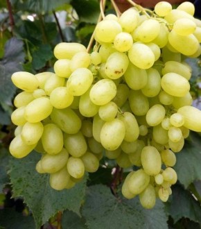 ������ ��������: ������������ ����������� �������� ��� ������ ����