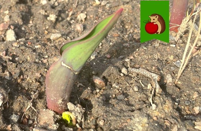 ���� �� ����������: ������� ��� ������� �������� � ���� ������