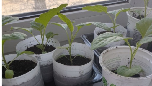 ��� ��������� ������������� ������� ��� ���������� ������ �� 50%