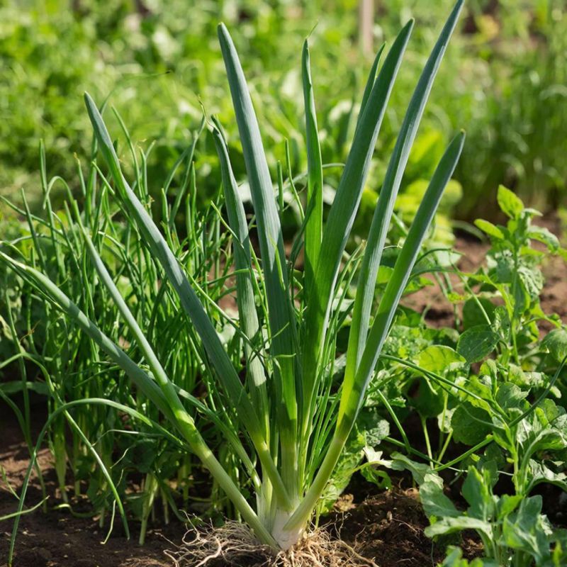 ��� ���������� ������������ ����: ������������ ������������