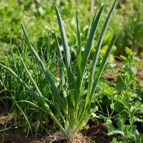 ��� ���������� ������������ ����: ������������ ������������