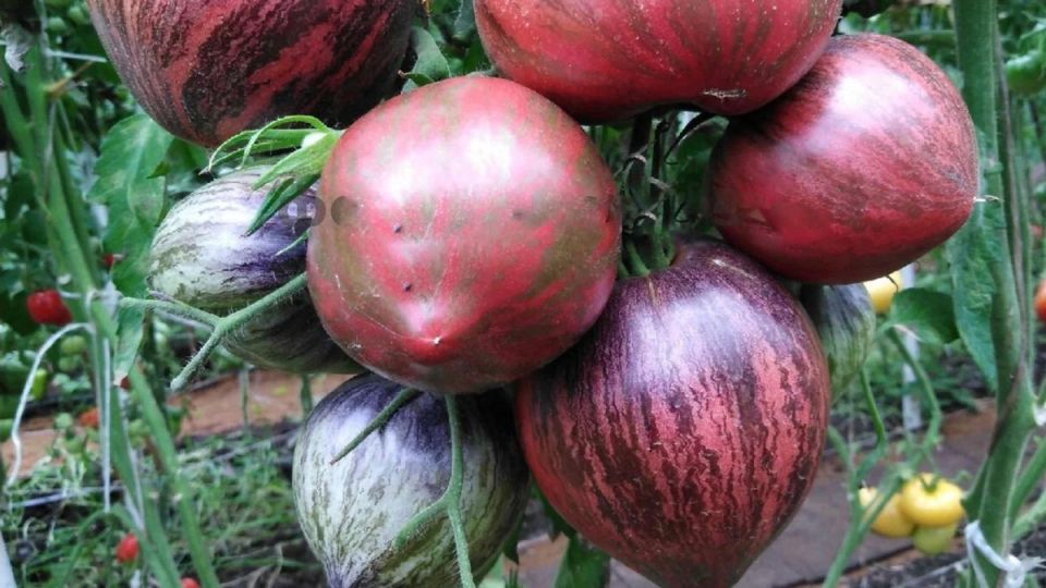 �������� ����������: 10 ������, ������� ��������� ������ ������ �� ������ �������