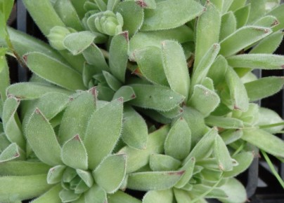 ����������: ��������� �������� ��� �������� � ���������