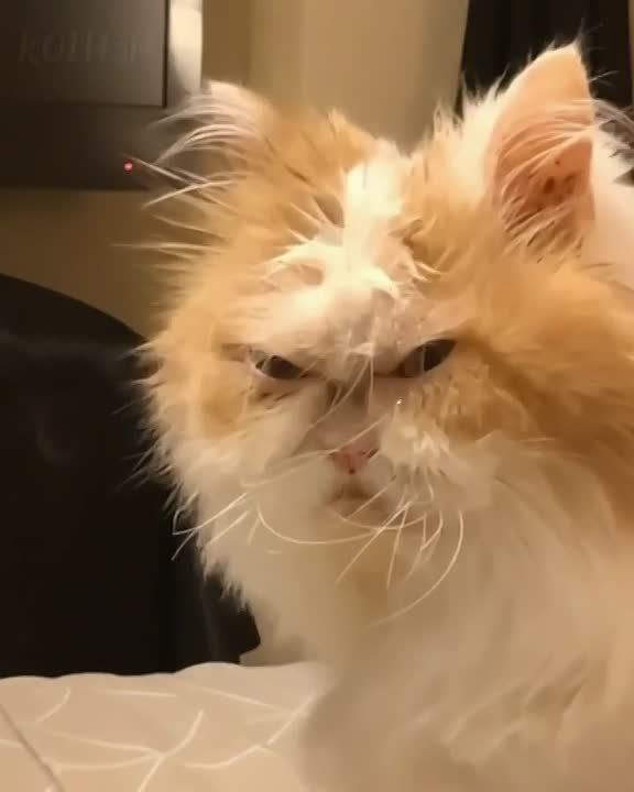 �����������. ���� �� ����������� ��� ����� ���� | �������� ��� | ��������� | ������������� | ��� | �������� ���