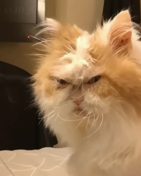 �����������. ���� �� ����������� ��� ����� ���� | �������� ��� | ��������� | ������������� | ��� | �������� ���