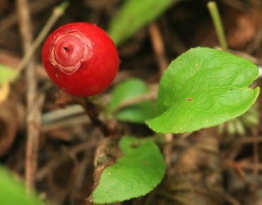 ��������: ������� �����, ������� ����������� � ������