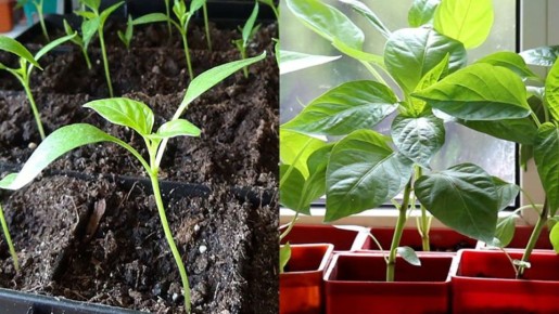 ������� ��������� ����������� ������: ����� � ��� �����, ����� �������� ��������� �������