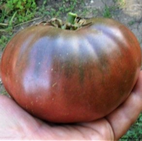 ����� ������� ����������: ��� �������� ������������ ����� �� ����� �������