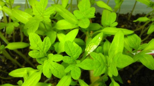 ��� ��������� �������� � ������� �� ������� ������� � �������� ��������