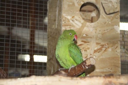 ���������, ������ � �����-��������: ����������� �������� ����������� 43 ����