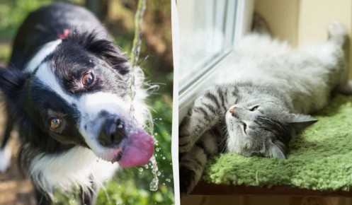 ��� ������ �������� ���������� � ������ �����: ������ ��������