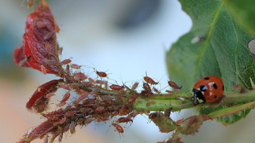 ��������: ���� ������ ������