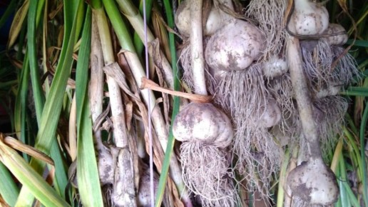 ��� ������������ ������� ������� �������� ��������� ������