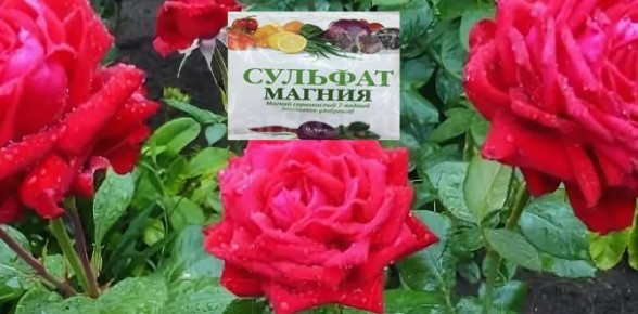 ������� ������: ��������� ������ ��� ����������� � �������� ������������ ������