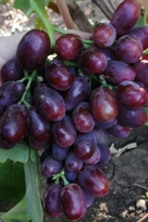 �������� ����: ��������� �������� ����� � ����������� �����