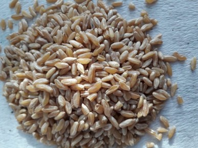 �����: ����������� ���������������� �������