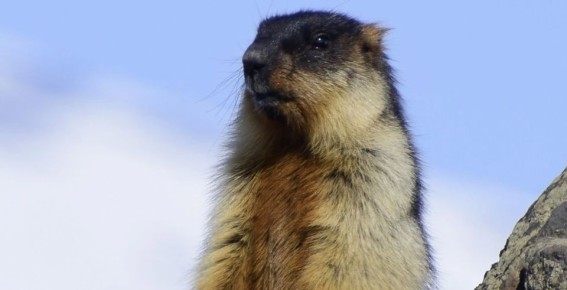 ������������� ����� �� �������� ��� ������� � �� ����� �������� ������������ ��-�� ��������� �������