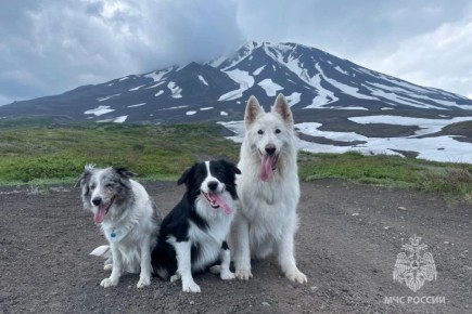 ������-��������� ������ ������������ � ����������� ������ �� ��������