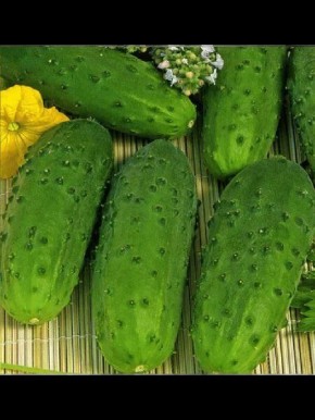 ������ �����: ��������� ������ � ���������� ������� ��� ������ �������