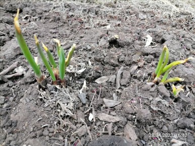 �������� ������ �������: ��� ��� ����������� �� �����