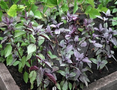 ��� ������� ��������� �������� � ������ ��� ������ �����