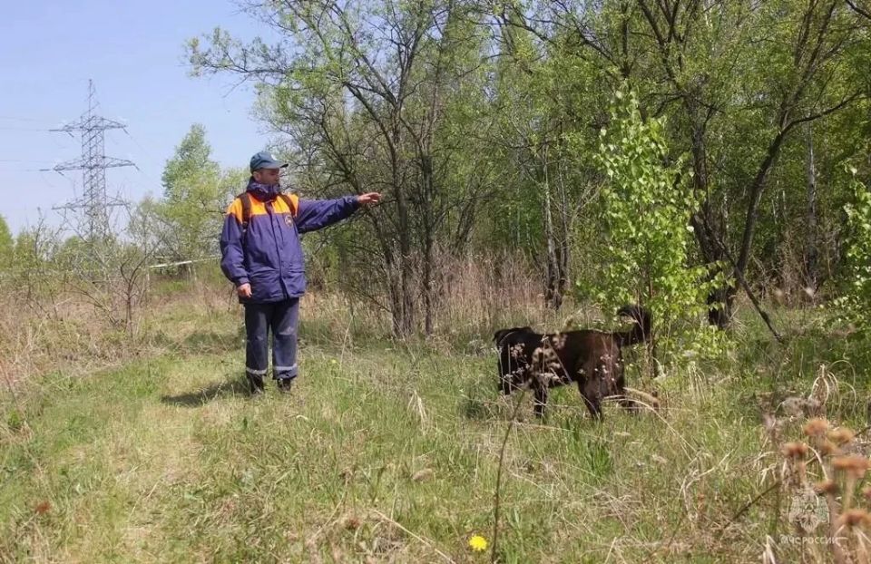 Лапы и хвосты на страже. В Хабаровске сегодня, 21 мая, завершилась аттестация кинологических расчетов МЧС России Дальневосточного федерального округа