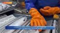 Привлекают молодёжь: больше пяти тысяч студентов со всей страны будут работать во время летней путины на Дальнем Востоке