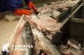 #БольшаяРыбалка. Вылов лососей на Камчатке превысил 400 тонн Камчатские рыбаки добыли за первую неделю красной путины более 400 тонн лососей
