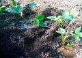Когда пересаживать клубнику на новое место осенью и как это сделать правильно