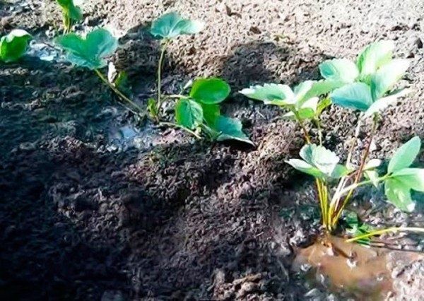 Когда пересаживать клубнику на новое место осенью и как это сделать правильно
