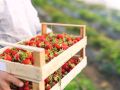 Как ускорить созревание клубники: секреты успешного урожая