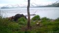 "Медвежья переписка" попала в объектив у Курильского озера на Камчатке Фотоловушка сняла, как медведица и ее дети трутся о маркировочное дерево