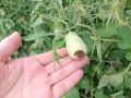 Как спасти томаты от вершинной гнили в дождливый июль