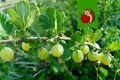 ��� �������� �������� � �������� ����������: ������� ���������