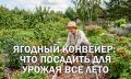 Как обеспечить стабильный ягодный урожай: проверенные советы по выбору кустарников