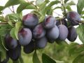 Монилиоз: враг вишни и сливы, которого стоит остановить