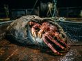 Штраф в сотни тысяч получили двое браконьеров за краба на Камчатке