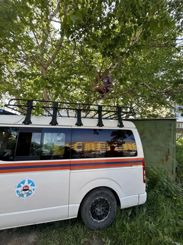 Камчатские спасатели помогли застрявшему на дереве мальчику