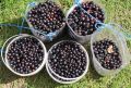 Секреты успешного выращивания крупной смородины: что нужно знать