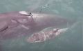Фродо не вернулся в Авачинский залив