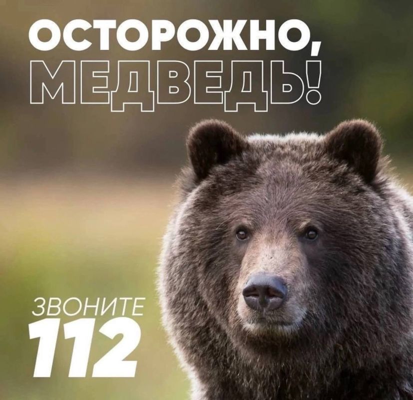 В Усть-Камчатском округе участились случаи выходов медведей к людям