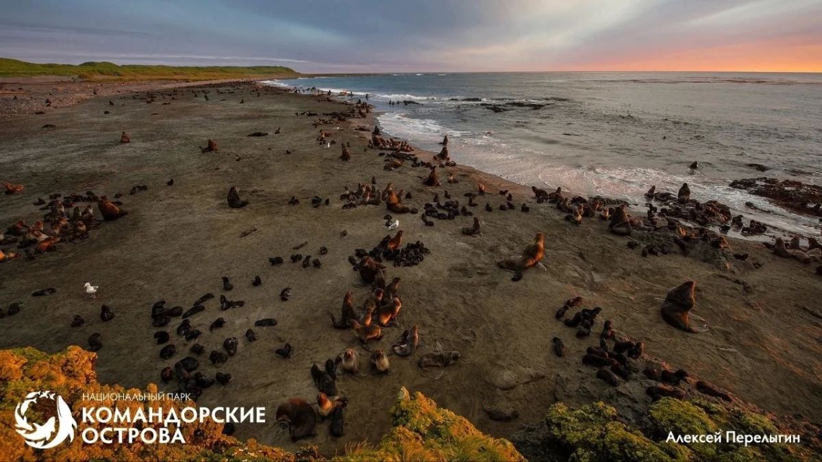 Ясли у океана. На лежбищах Командорских островов сейчас самое шумное время: среди взрослых сивучей и морских котиков копошатся десятки малышей Ясли у океана. На лежбищах Командорских островов сейчас самое шумное время: среди взрослых сивучей и морских котиков копошатся десятки малышей