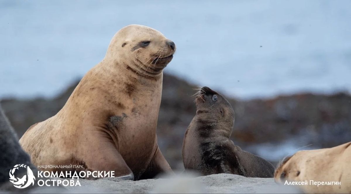 Ясли у океана. На лежбищах Командорских островов сейчас самое шумное время: среди взрослых сивучей и морских котиков копошатся десятки малышей Ясли у океана. На лежбищах Командорских островов сейчас самое шумное время: среди взрослых сивучей и морских котиков копошатся десятки малышей