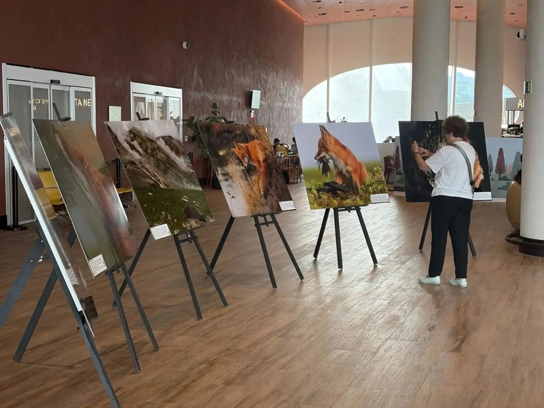 Лисы Кроноцкого заповедника «поселились» в аэропорту Лисы Кроноцкого заповедника «поселились» в аэропорту