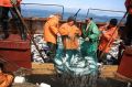 К берегам Камчатки подошло рекордно низкое с 1946 года количество рыбы