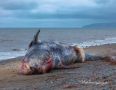 Страшная находка. Недалеко от села Корф был обнаружен мертвый кит